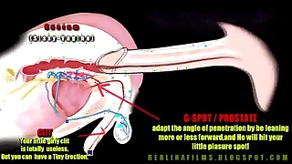 shemale anatomy